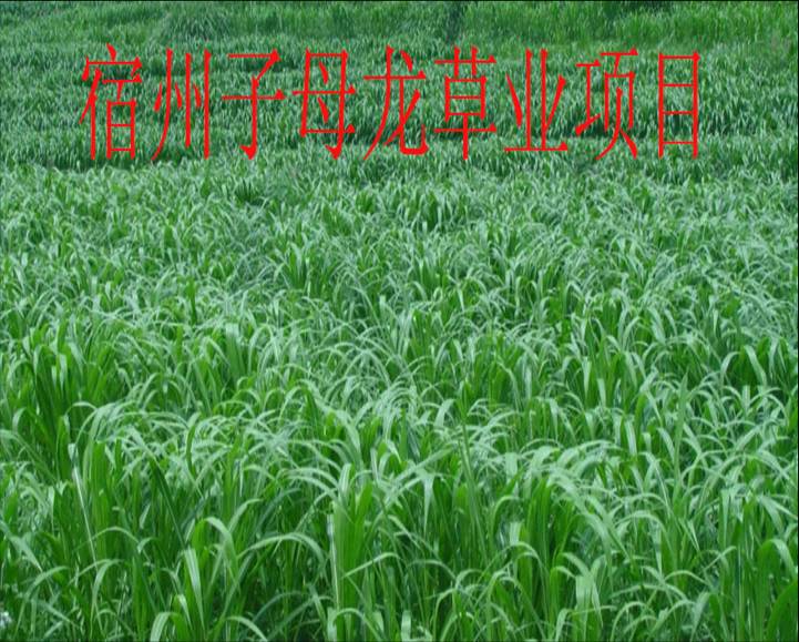 �޾�����Ŀ